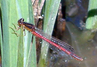 Dragonfly Bend – Eugene Recreation